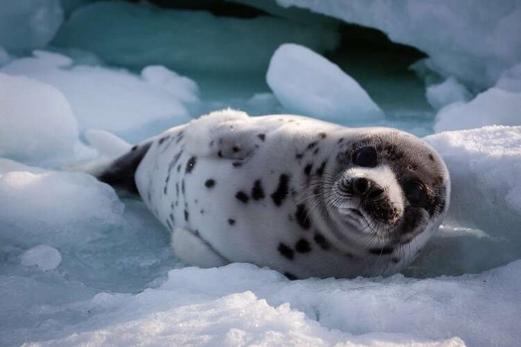 Arctic seal pups learn to live on the edge