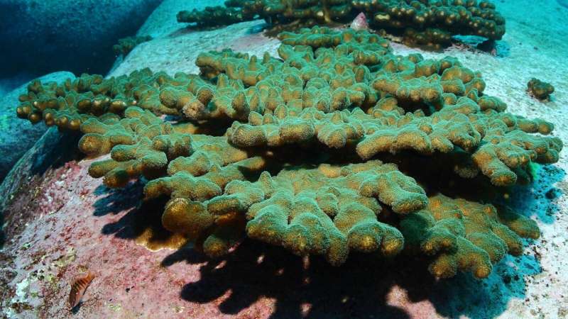 Are new corals in Sydney dangerous invaders or harmless refugees?