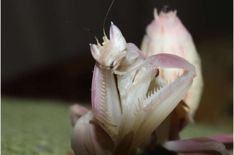 Are people swapping their cats and goldfish for praying mantises?