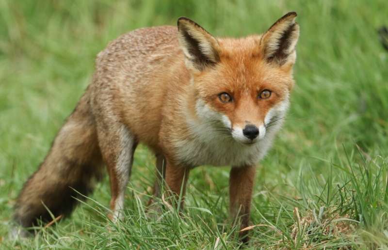 Are you going to eat that? Study reveals dog faeces are significant part of foxes' diet
