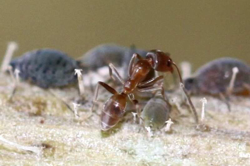 Argentine ants will do anything for sugar, but they won't do this
