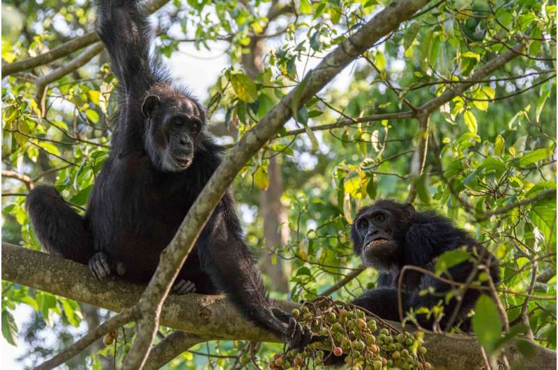 Arguing over meat, finding comfort with friends—the emotions of the great apes
