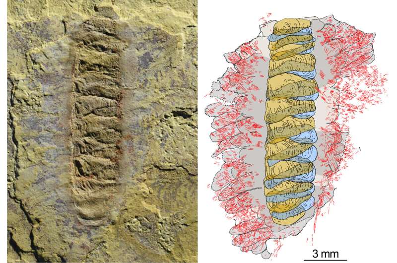 Armoured worm reveals the ancestry of three major animal groups