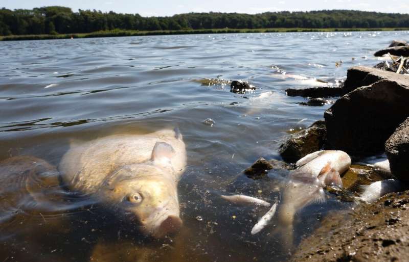 Sekitar 300 ton ikan mati telah dikeluarkan dari sungai Oder sejak awal Agustus