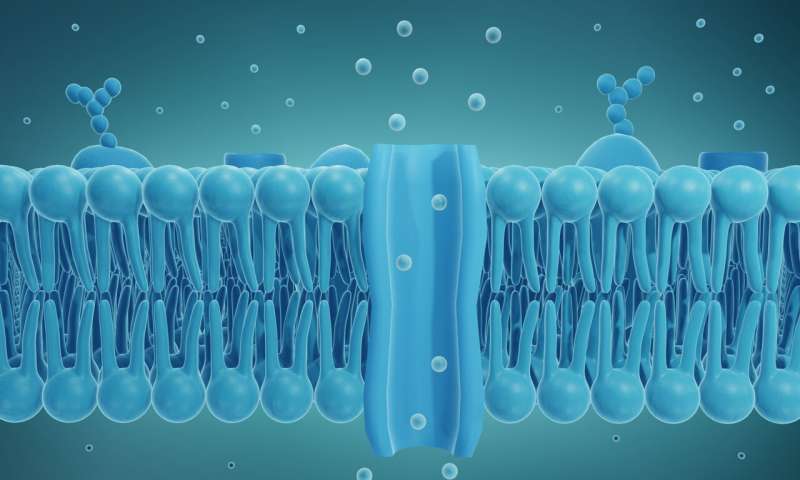 Synthetic cell membrane channels made up of DNA can be opened and closed with a switch