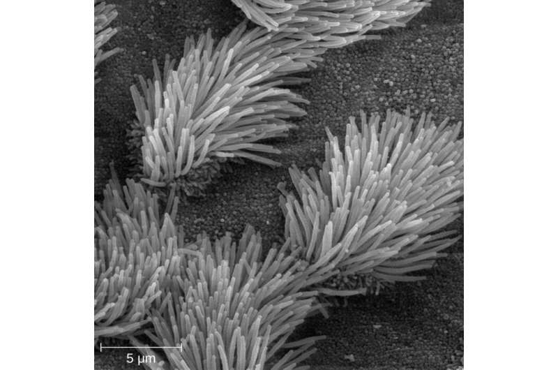 Artificial cilia could someday power diagnostic devices