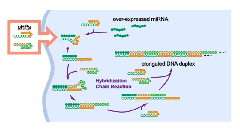 Artificial DNA kills cancer: Hairpin-shaped DNA binds with microRNA in cancer cells to trigger an immune response