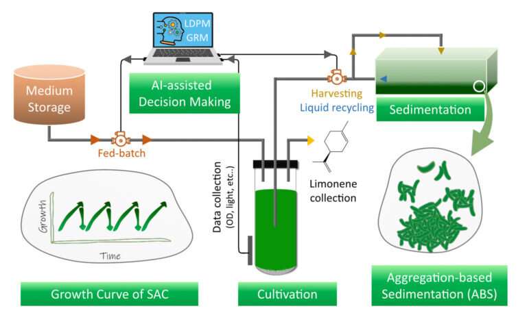 Artificial intelligence predicts algae potential as alternative energy source