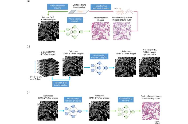 Artificial intelligence methods may replace histochemical staining