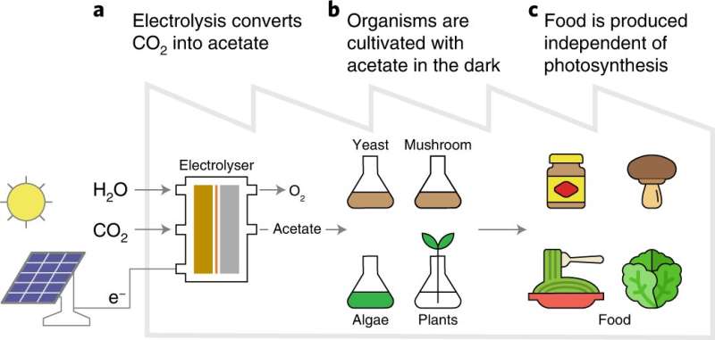Artificial photosynthesis can produce food without sunshine