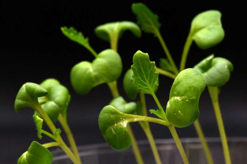 La fotosíntesis artificial puede producir alimentos sin luz solar