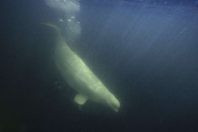 As ice cover shrinks, there has been less prey available for beluga whales, such as this one seen in the murky waters of the Chu