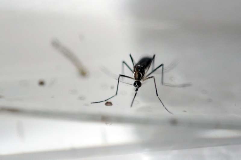 A medida que aumentan las tasas de infección de enfermedades transmitidas por mosquitos, las empresas y los investigadores se apresuran a desarrollar medios efectivos