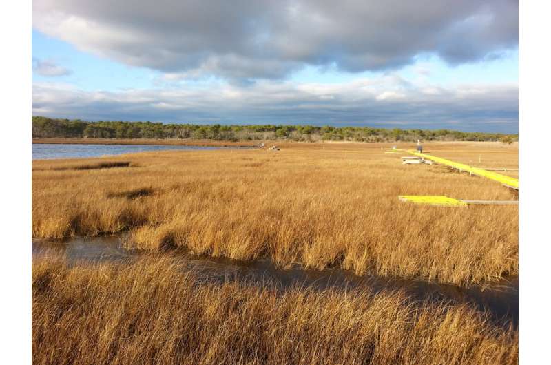 As temps rise, low marsh emits more carbon gas than high marsh