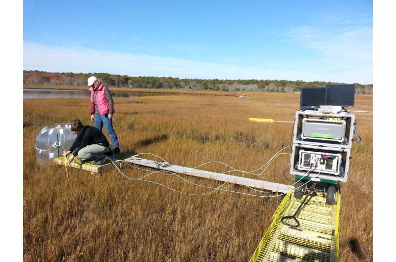 As temps rise, low marsh emits more carbon gas than high marsh