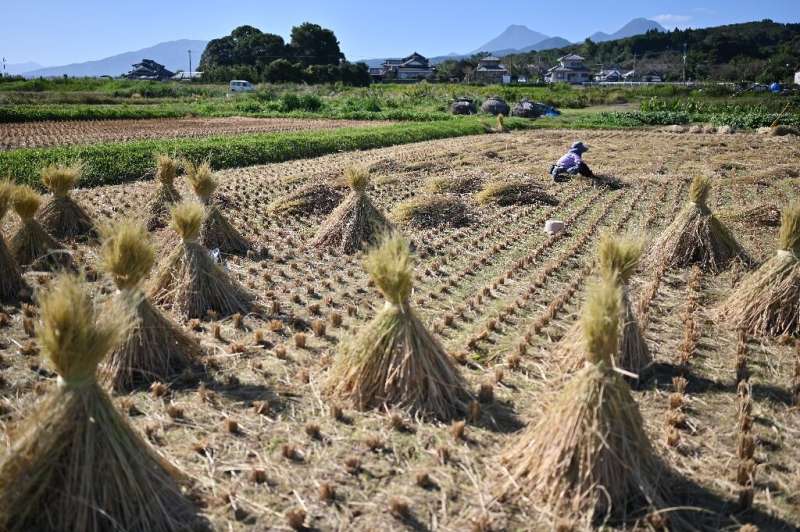 Asia supplies 90 percent of the world's rice