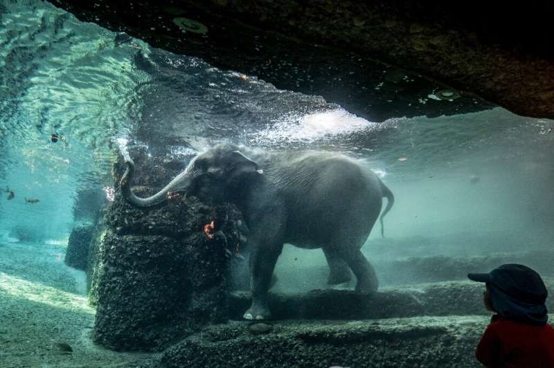 Азиатские слоны занесены в список исчезающих видов, в дикой природе осталось всего около 50 000 особей.
