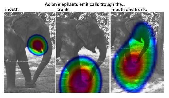 Asian elephants have a nasal pronunciation
