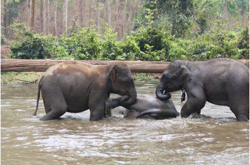 Aspects of Asian elephants’ social life are related to their amount of stress hormones