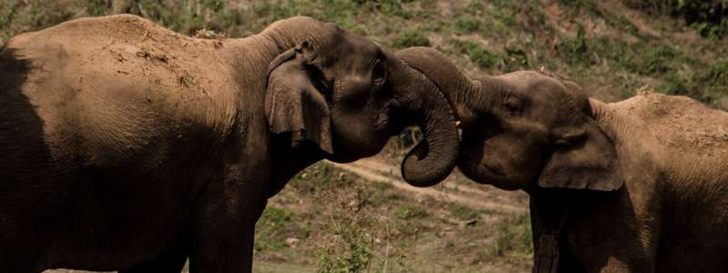Aspects of Asian elephants' social lives are not related to the amount of intestinal parasites
