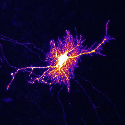 Astrocytes help orchestrate synaptic activity in learning and memory