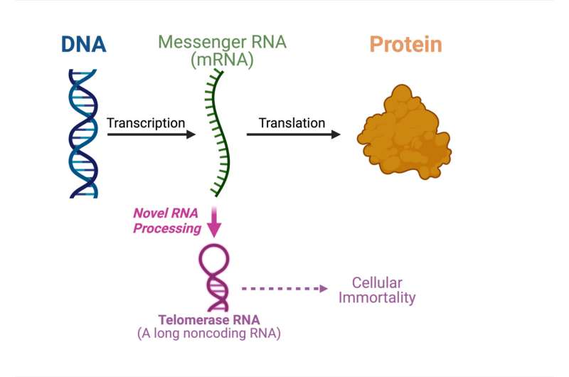 ASU scientists discover dual-function messenger RNA