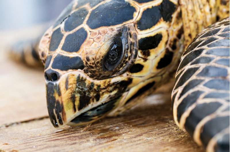 ASU study: More than 1.1 million sea turtles poached over last three decades