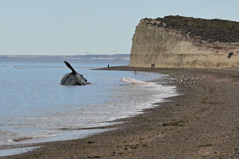 At least 13 dead southern right whales have appeared on the coast of the Golfo Nuevo and Peninsula Valdez sanctuary, in Chile's 