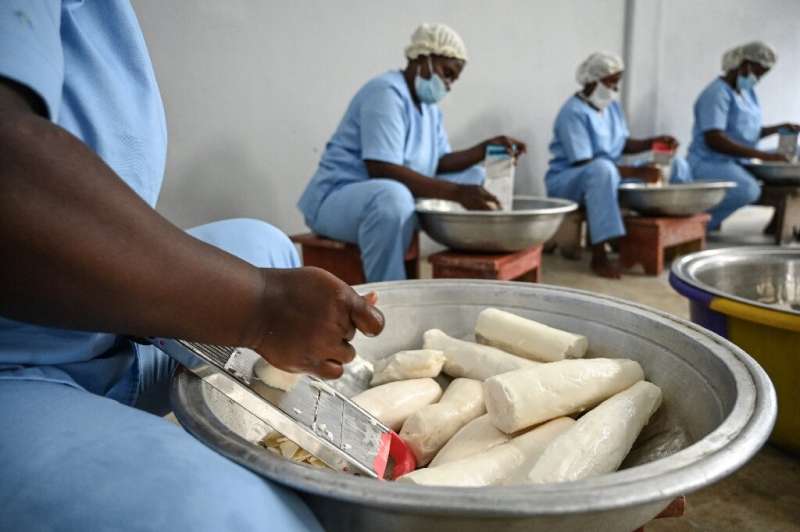 En Rama Cereal, un molino de granos de Costa de Marfil, los trabajadores preparan yuca para agregarla a la harina de trigo.