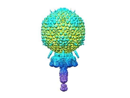 Atomic structure of a staphylococcal bacteriophage using cryo-electron microscopy