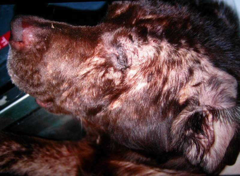 Atopic dermatitis in dogs linked to certain parts of the genome