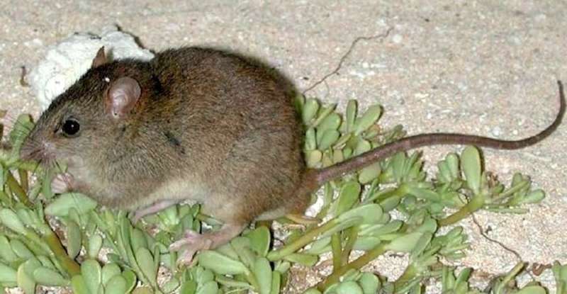 Australia has hundreds of mammal species. We want to find them all – before they’re gone