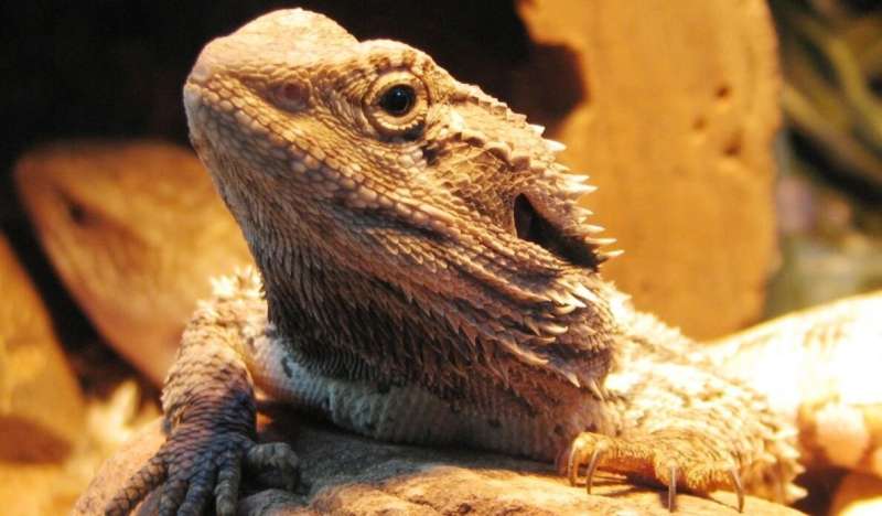 Australian dragons reveal kinky sex genes