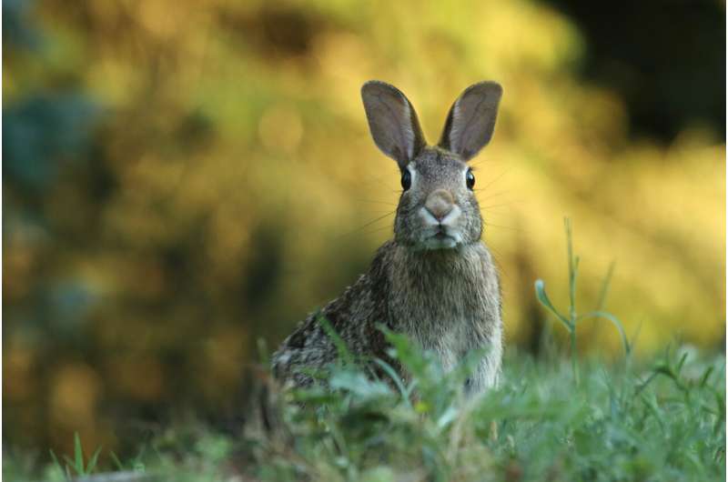 australian rabbit