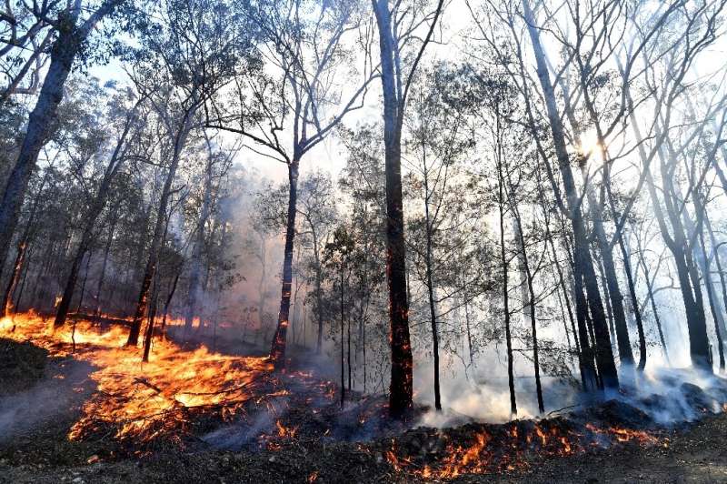 Australia's 2019-2020 Black Summer bushfires had a devastating impact on the country's unique flora and fauna, with some estimat