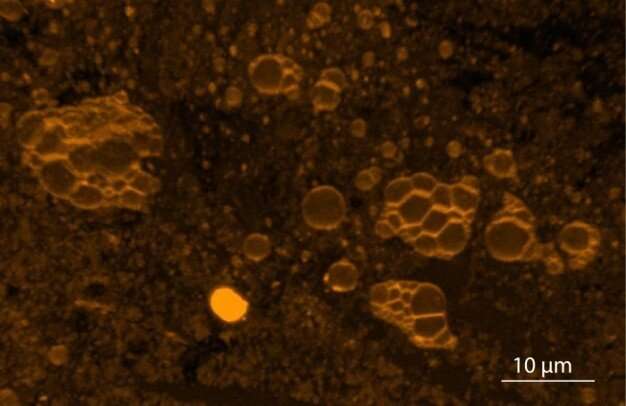 Autonomous formation of primitive cells has been observed on ancient Earth surfaces and on a specimen from Mars