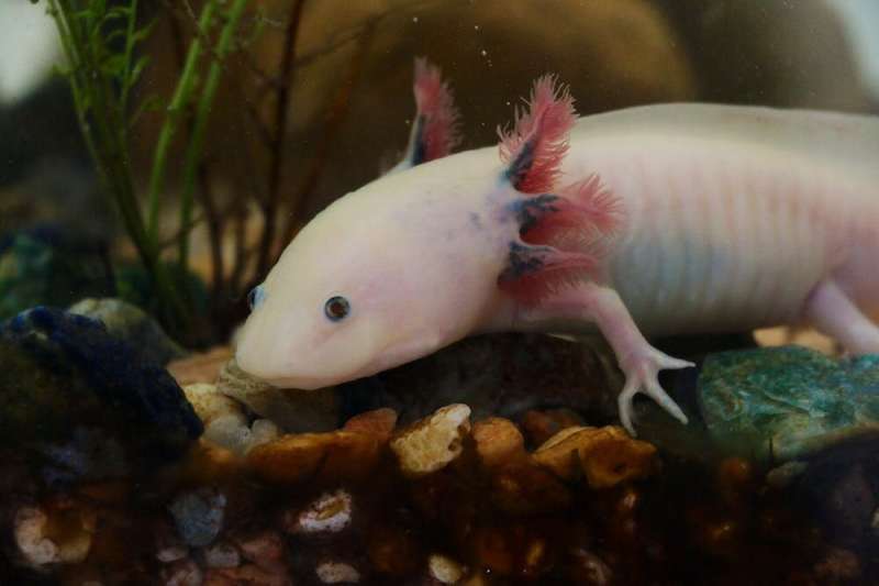 Axolotls can regenerate their brains – these adorable salamanders are helping unlock the mysteries of brain evolution and regene