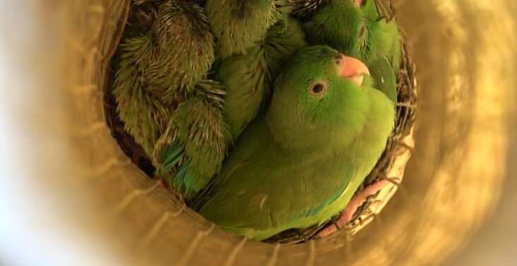 Babbling discovered in wild baby parrots