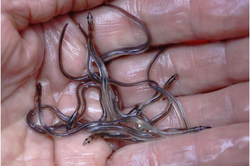 The baby eel is more valuable even to the pre-pandemic stage despite the problems