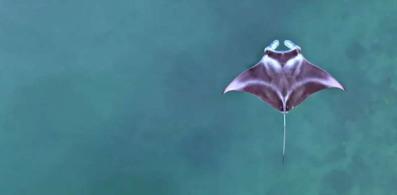 Baby manta rays: new light shed on their life in Indonesian aquatic playground