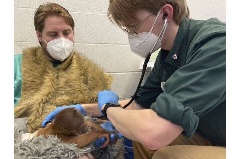 Baby orangutan being bottle-fed, which intrigues others