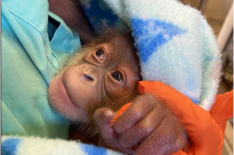 Baby orangutan being bottle-fed, which intrigues others