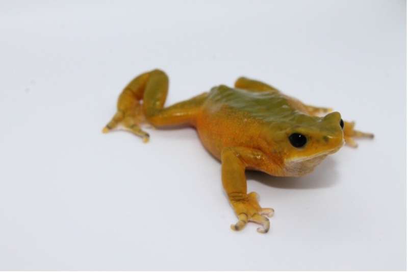 Back from the dead: Up to 32 frog species thought to be extinct may not be, MSU research shows