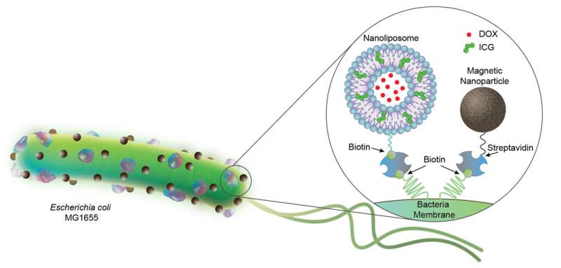 Bacteria-based biohybrid microrobots on a mission to one day battle cancer