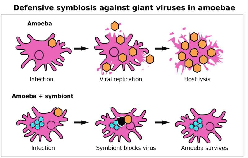 Bacteria provide immunity against giant viruses