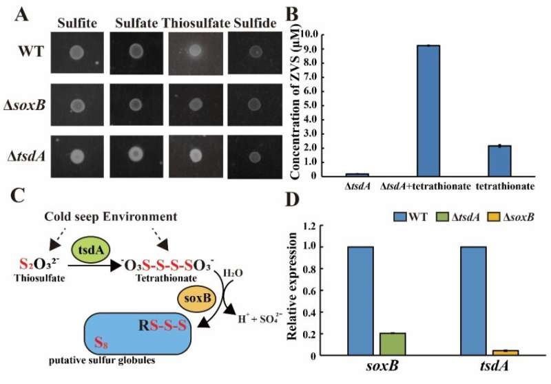 Bacterial thiosulfate oxidation pathway drives formation of zero-valent sulfur