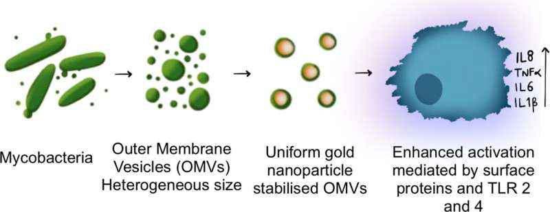 Bacterial vesicles coated on gold nanoparticles to combat TB