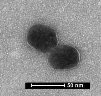 Bacterial vesicles coated on gold nanoparticles to combat TB