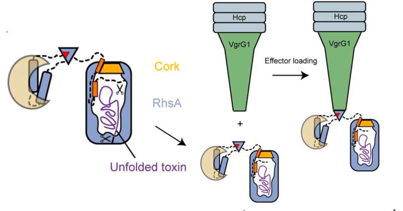 Bacterial Hidden Weapon: Toxin trapped in a cork-fixed capsule