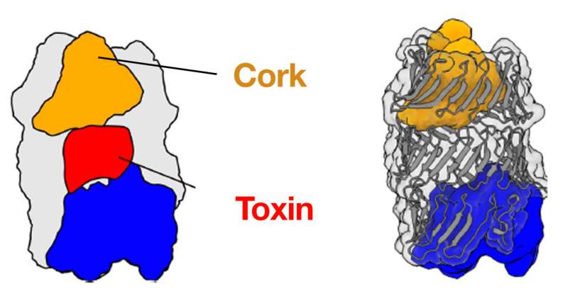 Bacteria's hidden weapon: Toxins locked inside a capsule secured by a cork